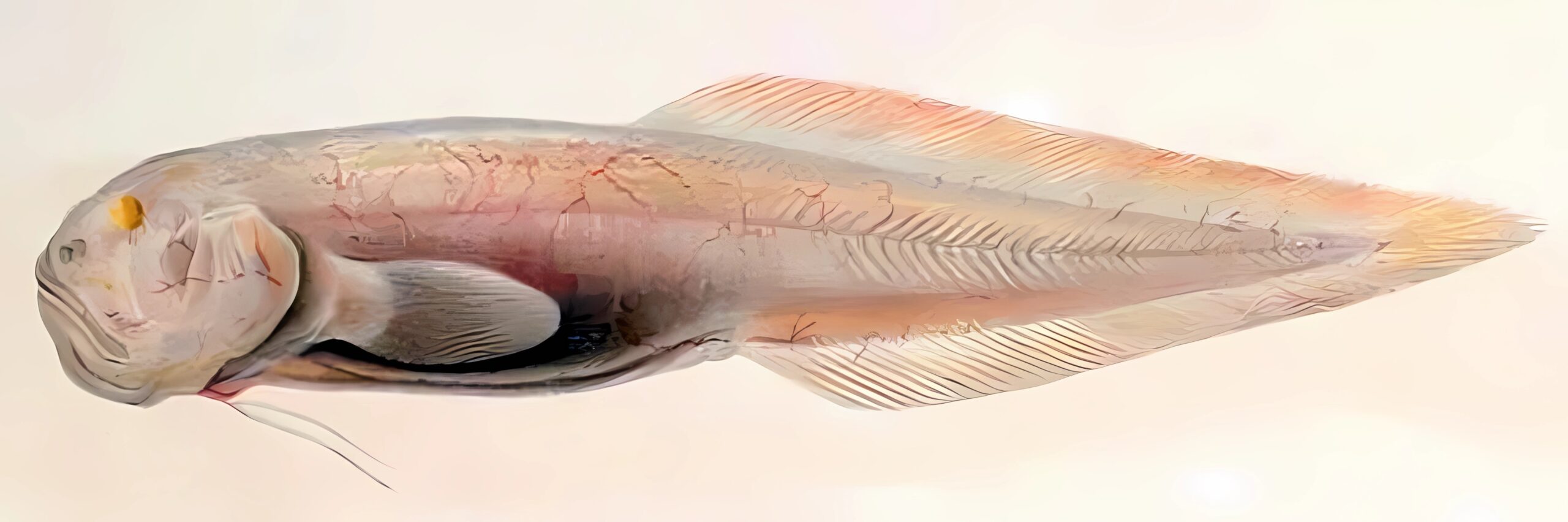 Barathronus diaphanus (Barathronus diaphanus) |commons:File:Barathronus diaphanus 2.jpg