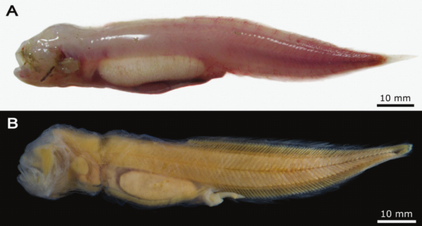 Barathronus linsi (Barathronus linsi) |commons:File:Barathronus linsi.png