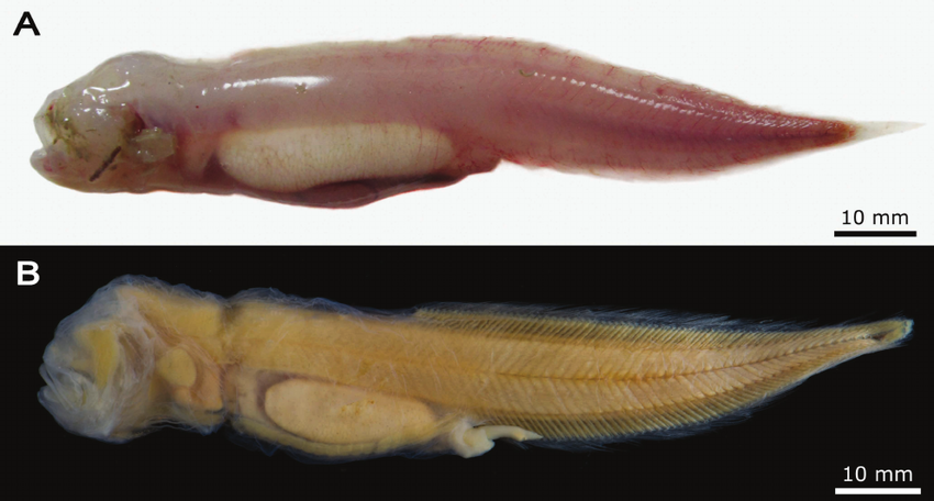 Barathronus linsi (Barathronus linsi) |commons:File:Barathronus linsi.png
