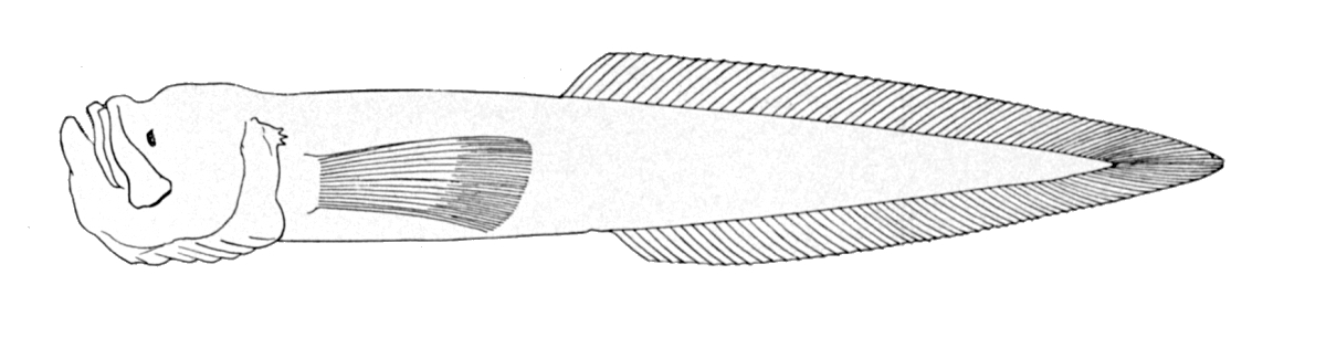 Barathronus parfaiti (Barathronus parfaiti) |commons:File:Barathronus parfaiti.jpg