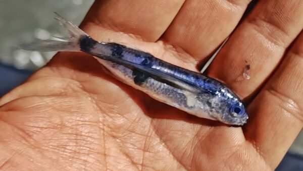 Barbel Flyingfish (Exocoetus monocirrhus) |commons:File:Exocoetus monocirrhus.jpg