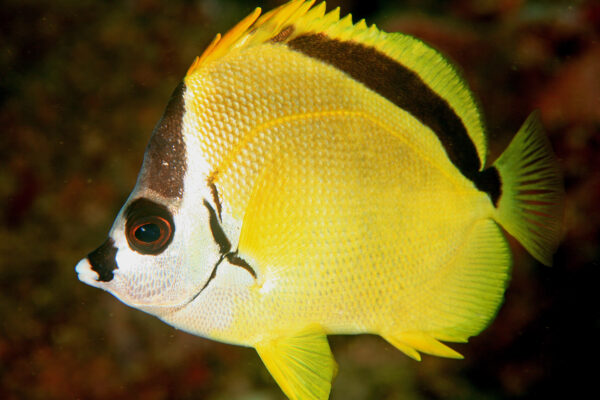 Barberfish (Johnrandallia nigrirostris) |commons:File:Johnrandallia nigrirostris.jpg