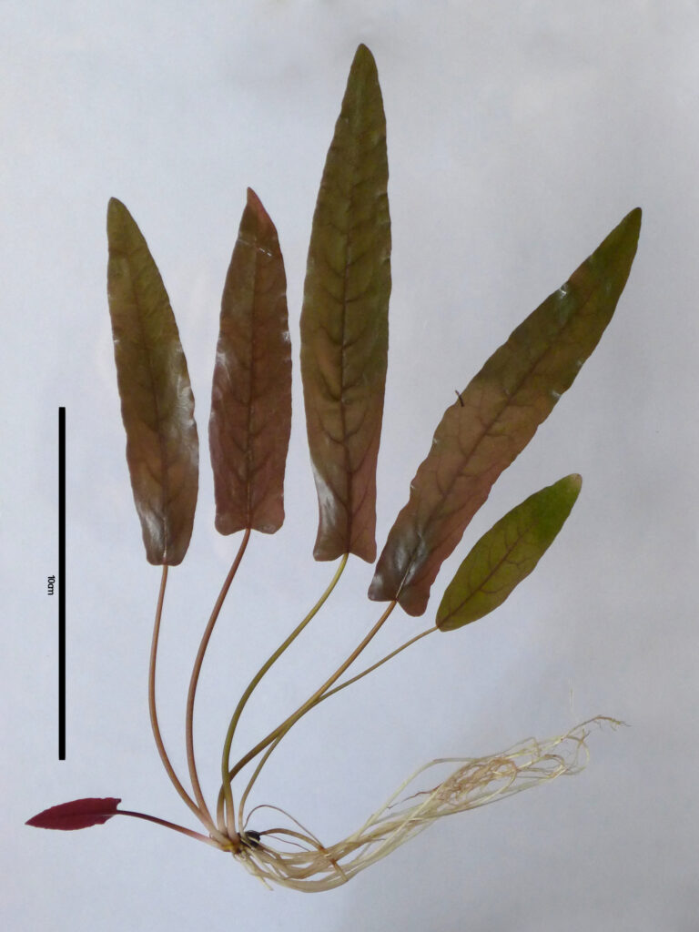 Barclaya Longifolia (Barclaya longifolia) |commons:File:Barclaya longifolia Wall.jpg