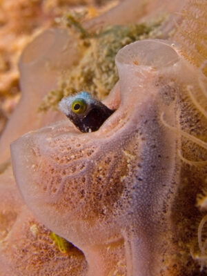 Barnacle Blenny (Acanthemblemaria spinosa) |commons:File:Acanthemblemaria spinosa (Spiny Headed Blenny).jpg