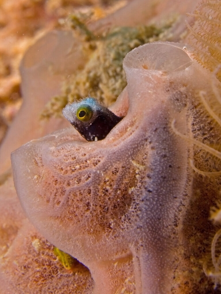 Barnacle Blenny (Acanthemblemaria spinosa) |commons:File:Acanthemblemaria spinosa (Spiny Headed Blenny).jpg