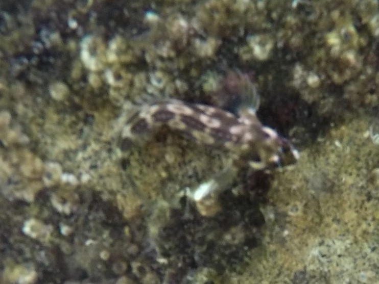 Barnaclebill Blenny (Hypsoblennius brevipinnis) |commons:File:Hypsoblennius brevipinnis.jpg