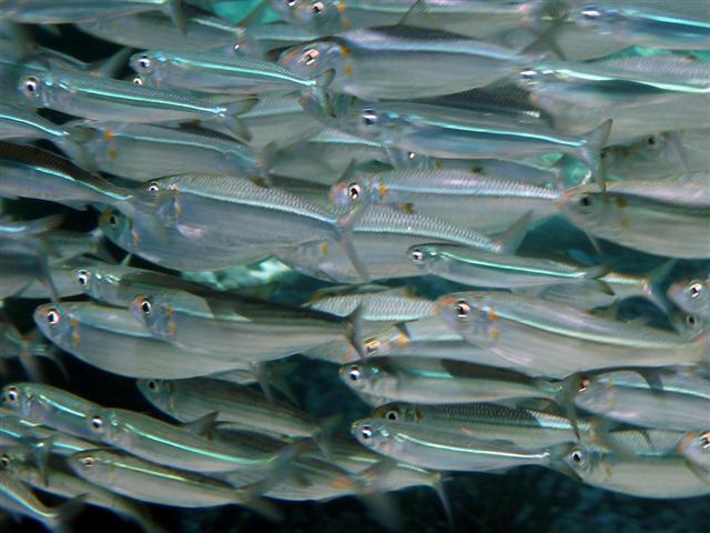 Barnes' Silverside (Hypoatherina barnesi) |commons:File:Hypoatherina barnesi.jpg