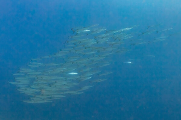 Barracuda Sphyraena barracuda