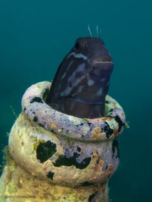 Barred Blenny (Cirripectes polyzona) |commons:File:Cirripectes polyzona (25976688652).jpg