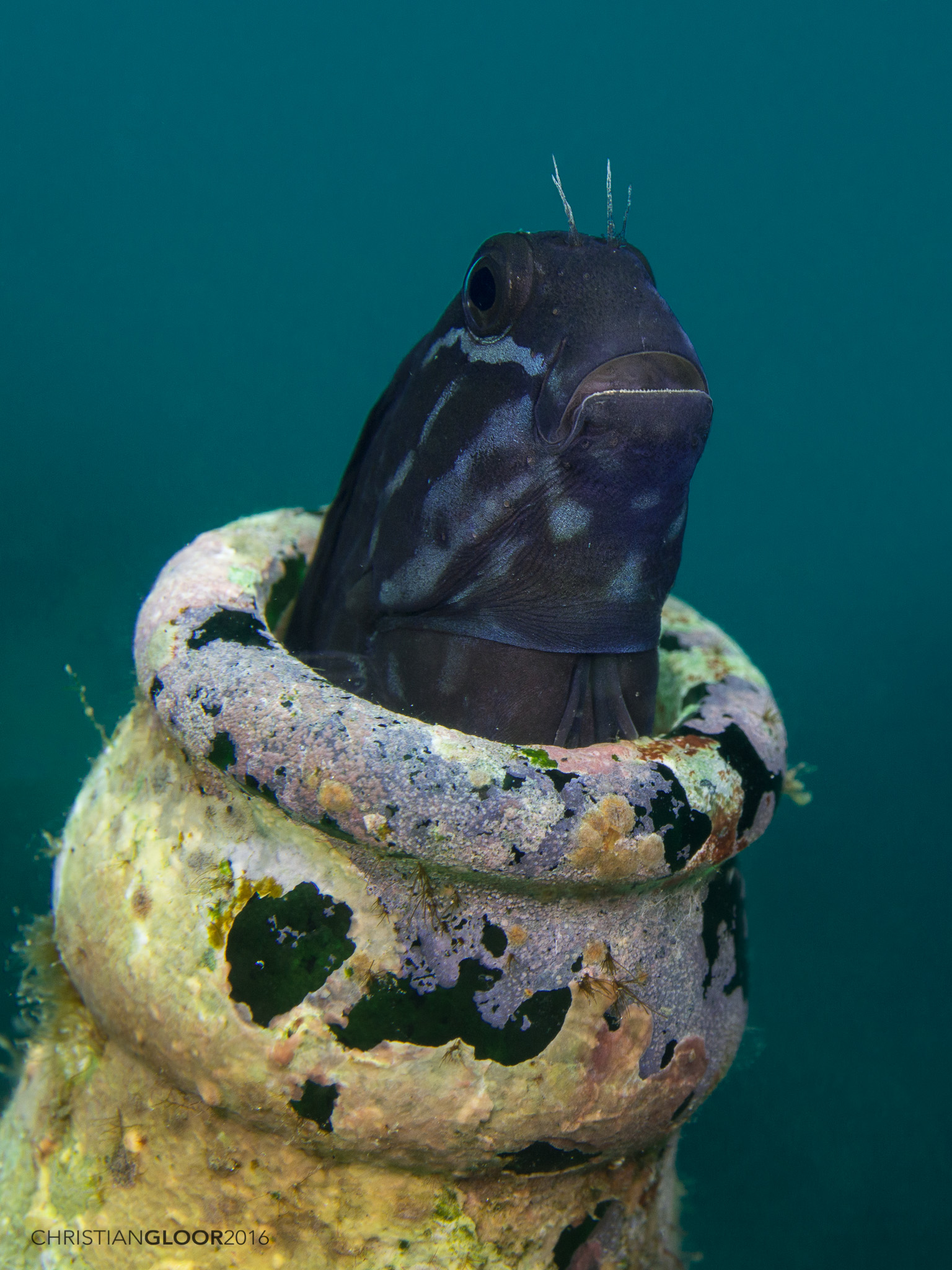 Barred Blenny (Cirripectes polyzona) |commons:File:Cirripectes polyzona (25976688652).jpg