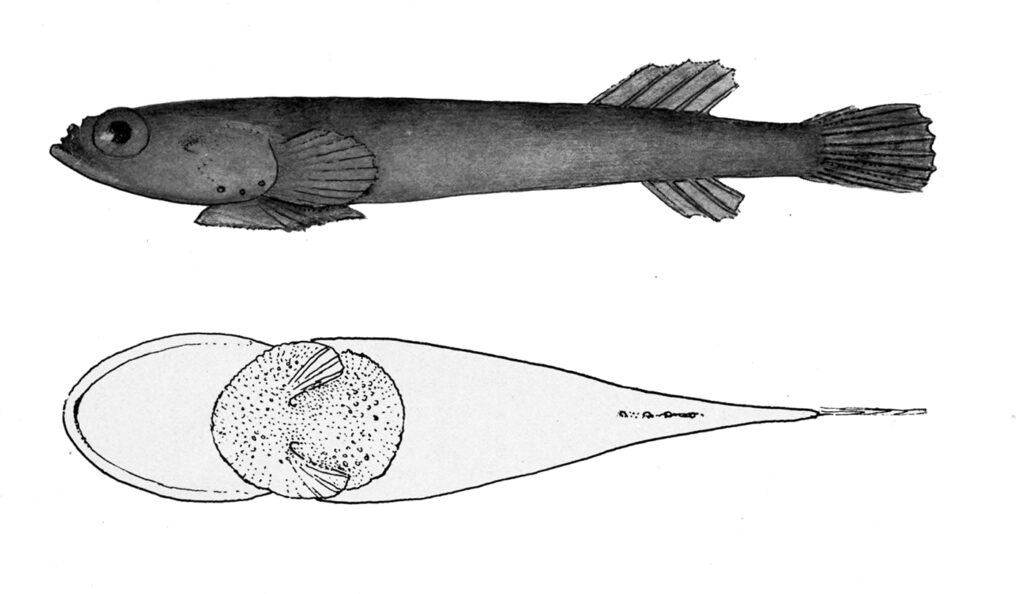 Barred Clingfish (Tomicodon fasciatus) |commons:File:Tomicodon fasciatus.jpg
