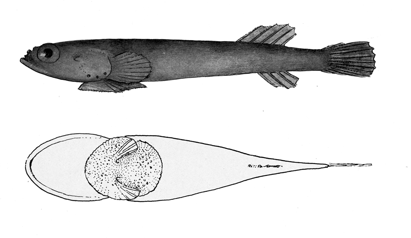 Barred Clingfish (Tomicodon fasciatus) |commons:File:Tomicodon fasciatus.jpg