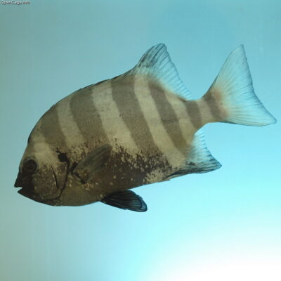 Barred Knifejaw (Oplegnathus fasciatus) |commons:File:Striped beakfish Oplegnathus fasciatus.jpg