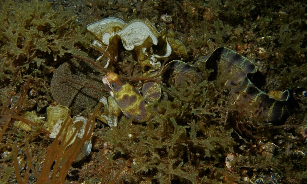 Barred Moray (Echidna polyzona) |commons:File:Barred Moray (Echidna polyzona) (6065567062).jpg