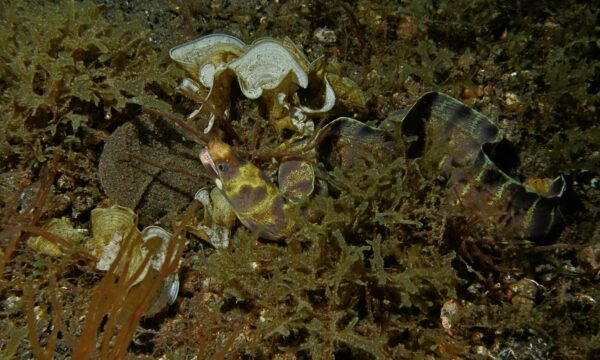 Barred Moray (Echidna polyzona) |commons:File:Barred Moray (Echidna polyzona) (6065567062).jpg