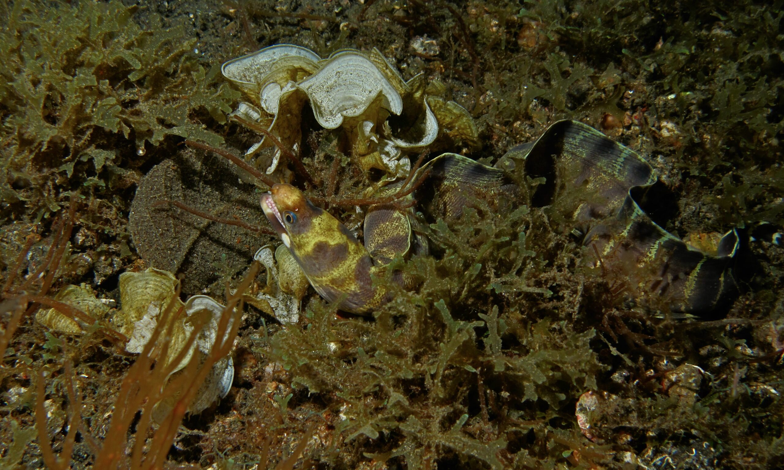 Barred Moray (Echidna polyzona) |commons:File:Barred Moray (Echidna polyzona) (6065567062).jpg
