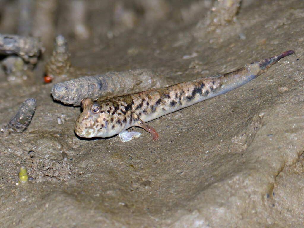Barred Mudskipper (Periophthalmus argentilineatus) |commons:File:Barred Mudskipper (Periophthalmus argentilineatus) (15562370969).jpg