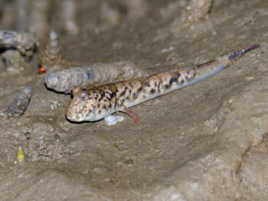 Barred Mudskipper (Periophthalmus argentilineatus) |commons:File:Barred Mudskipper (Periophthalmus argentilineatus) (15562370969).jpg