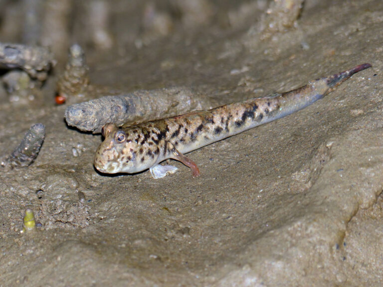 Barred Mudskipper (Periophthalmus argentilineatus) |commons:File:Barred Mudskipper (Periophthalmus argentilineatus) (15562370969).jpg