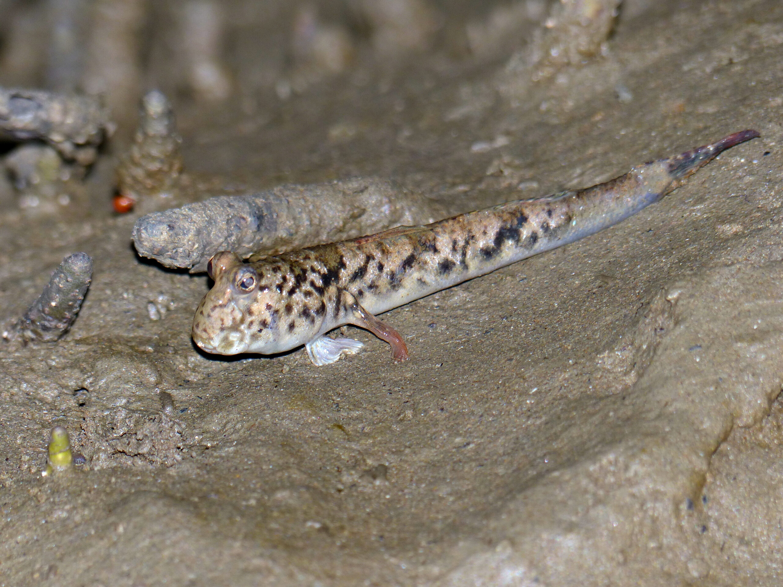 Barred Mudskipper (Periophthalmus argentilineatus) |commons:File:Barred Mudskipper (Periophthalmus argentilineatus) (15562370969).jpg