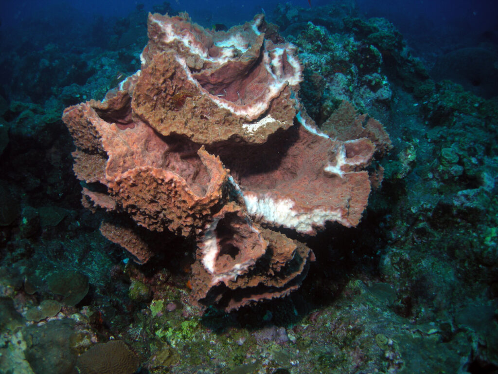 Barrel Sponge Xestospongia muta
