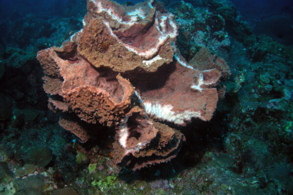 Barrel Sponge Xestospongia muta
