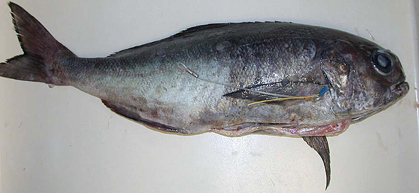 barrelfish (Hyperoglyphe perciformis) |commons:File:Hyperoglyphe perciformis.jpg