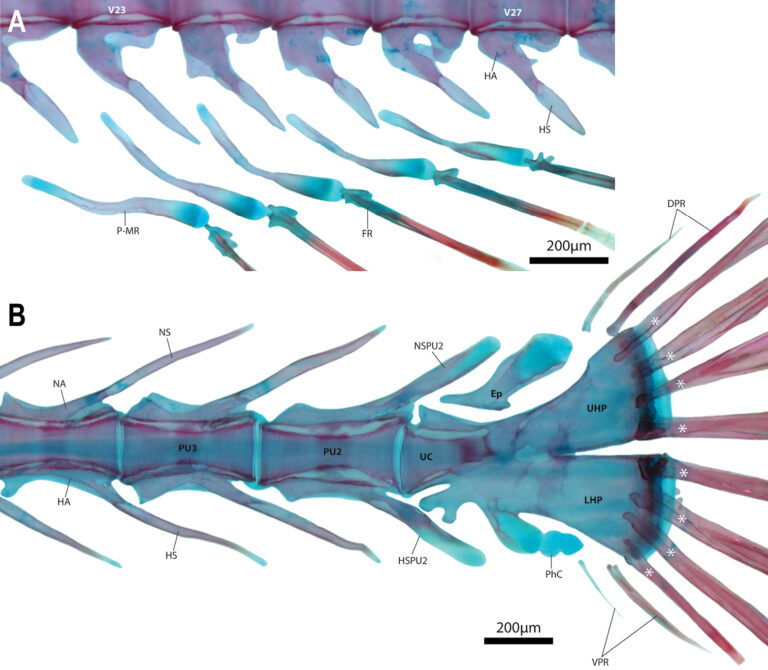 Barryichthys hutchinsi (Barryichthys hutchinsi) |commons:File:Barryichthys hutchinsi (10.3897-zookeys.864.34521) Figure 10.jpg