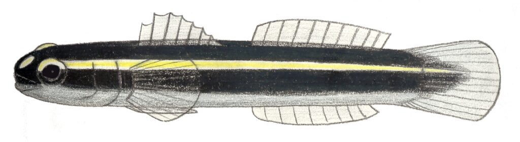 Barsnout Goby (Elacatinus illecebrosus) |commons:File:Elacatinus illecebrosum.JPG