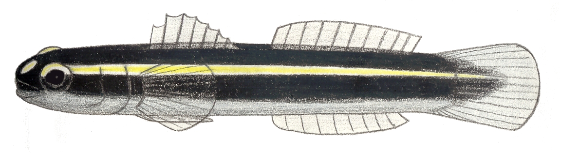 Barsnout Goby (Elacatinus illecebrosus) |commons:File:Elacatinus illecebrosum.JPG