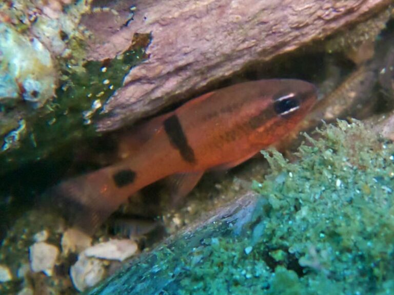 barspot cardinalfish (Apogon retrosella) |commons:File:Apogon retrosella.jpg