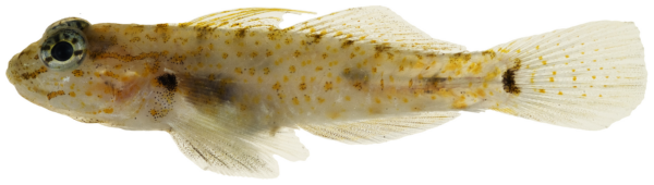 Bartail Goby (Coryphopterus thrix) |commons:File:Coryphopterus thrix - pone.0010676.g168.png