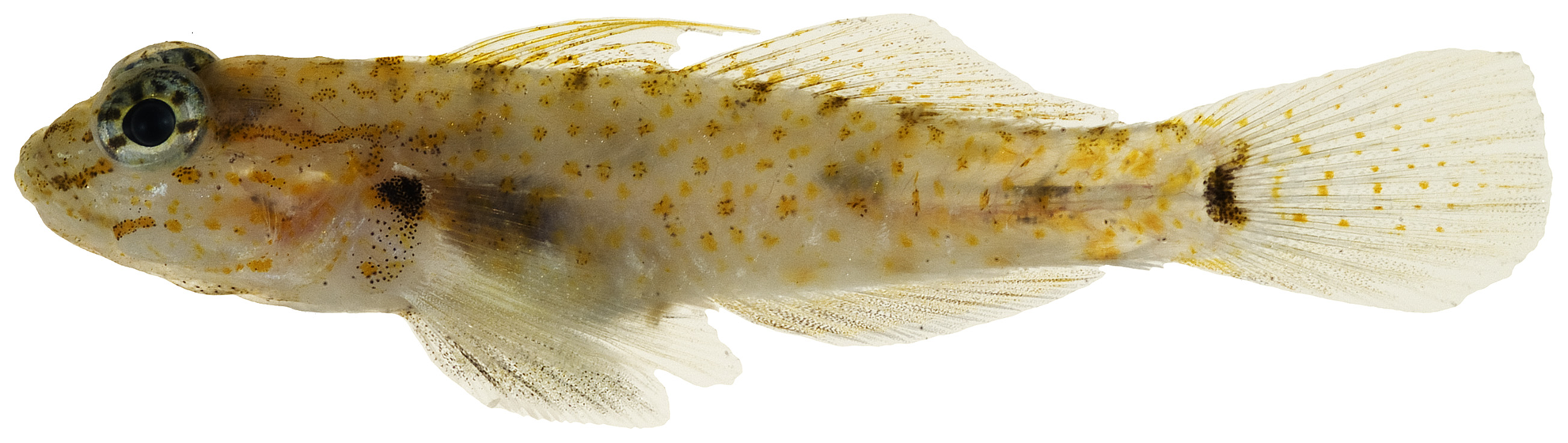 Bartail Goby (Coryphopterus thrix) |commons:File:Coryphopterus thrix - pone.0010676.g168.png
