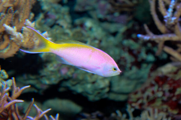 Bartlett's Anthias (Pseudanthias bartlettorum) |commons:File:Bartlett's anthias Pseudanthias bartlettorum.jpg