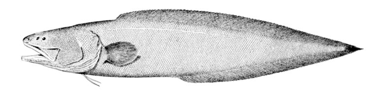 Bassogigas gillii (Bassogigas gillii) |commons:File:Bassogigas gillii.jpg
