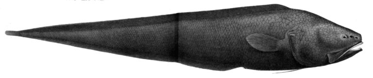 Bassozetus compressus (Bassozetus compressus) |commons:File:Bassozetus compressus.jpg