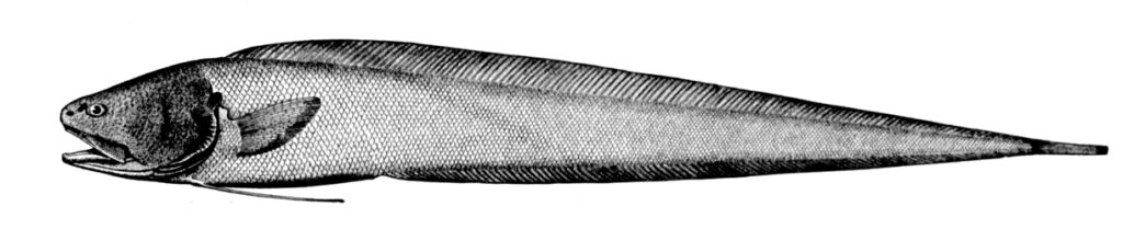 Bassozetus normalis (Bassozetus normalis) |commons:File:Bassozetus normalis.jpg