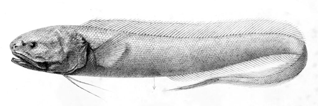 Bassozetus oncerocephalus (Bassozetus oncerocephalus) |commons:File:Bassozetus oncerocephalus.jpg