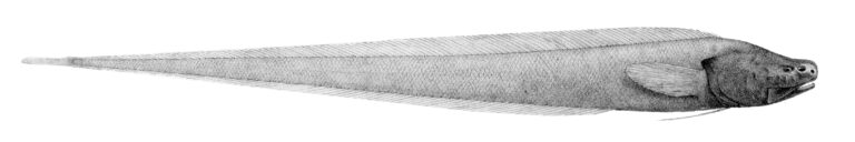 Bassozetus taenia (Bassozetus taenia) |commons:File:Bassozetus taenia.jpg