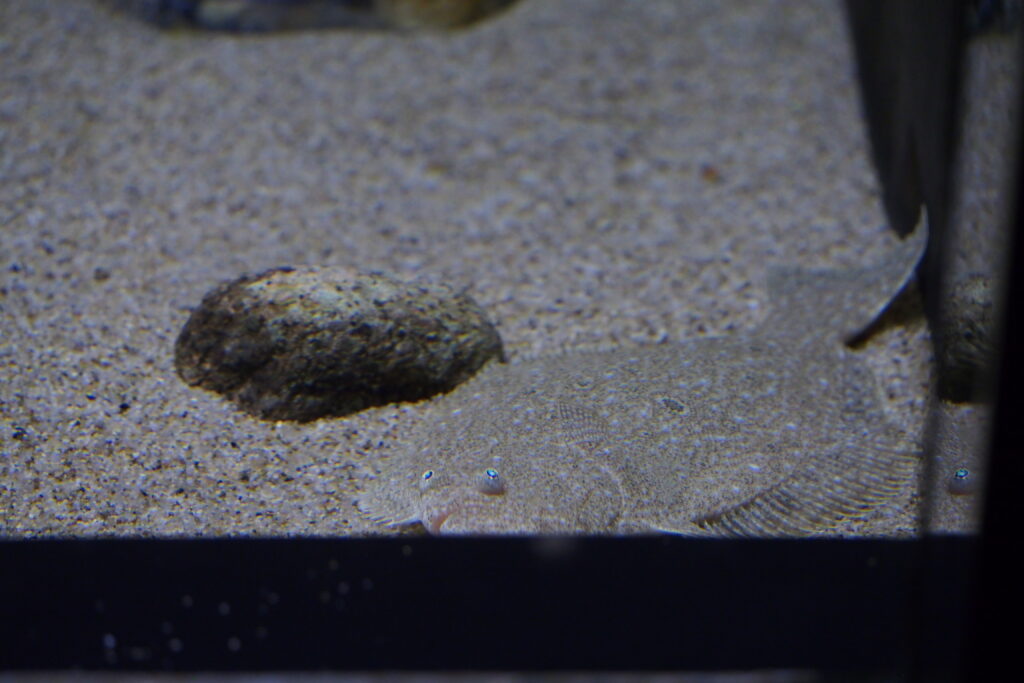 Bastard Halibut (Paralichthys olivaceus) |commons:File:Japan fish, Flatfish (Paralichthys olivaceus) (15578581999).jpg
