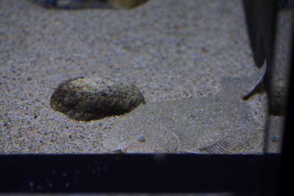 Bastard Halibut (Paralichthys olivaceus) |commons:File:Japan fish, Flatfish (Paralichthys olivaceus) (15578581999).jpg
