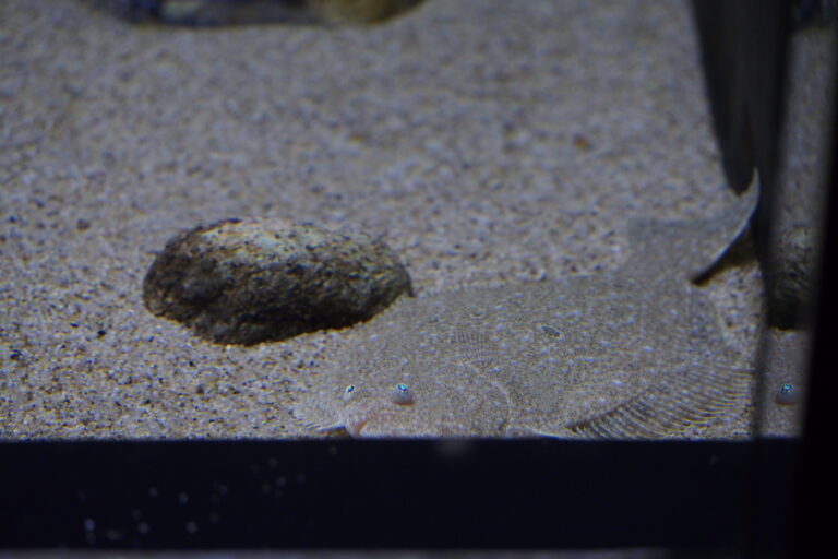 Bastard Halibut (Paralichthys olivaceus) |commons:File:Japan fish, Flatfish (Paralichthys olivaceus) (15578581999).jpg
