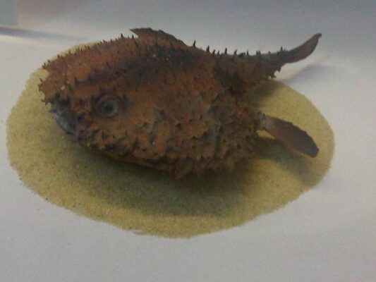 Batfish (Halieutaea stellata) |commons:File:Ha - Halieutaea stellata.jpg