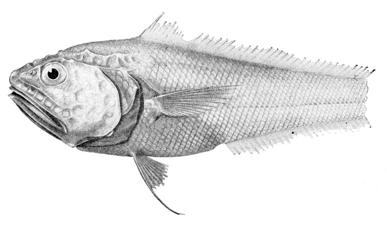 Bathygadus bowersi (Bathygadus bowersi) |commons:File:Bathygadus bowersi.jpg