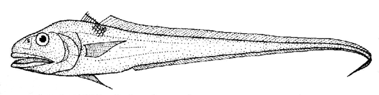 Bathygadus cottoides (Bathygadus cottoides) |commons:File:Bathygadus cottoides (Codheaded rattail).gif