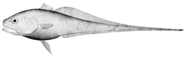 Bathygadus favosus (Bathygadus favosus) |commons:File:Bathygadus favosus.jpg