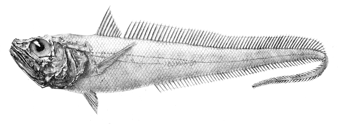 Bathygadus melanobranchus (Bathygadus melanobranchus) |commons:File:Bathygadus melanobranchus.jpg