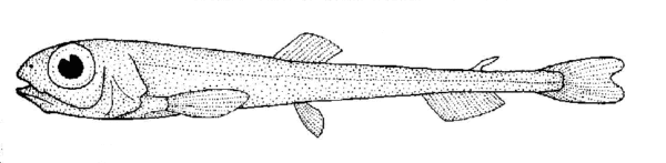 Bathylagus antarcticus (Bathylagus antarcticus) |commons:File:Bathylagus antarcticus (no common name).gif