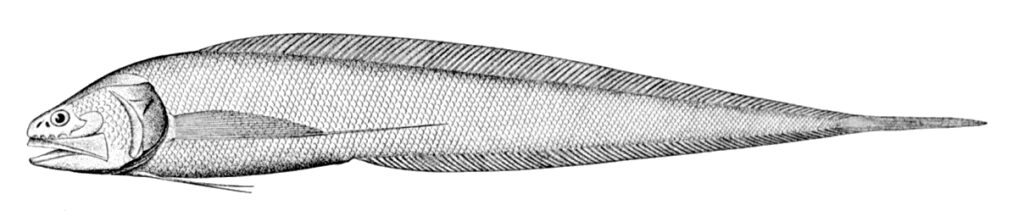 Bathyonus pectoralis (Bathyonus pectoralis) |commons:File:Bathyonus pectoralis.jpg