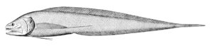 Bathyonus pectoralis (Bathyonus pectoralis) |commons:File:Bathyonus pectoralis.jpg